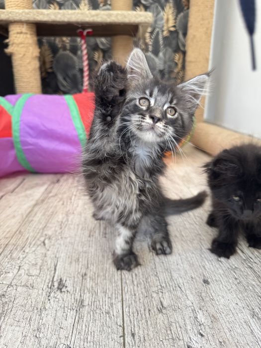 Maine coon kotka, kocur, kotki szukaja nowego domu