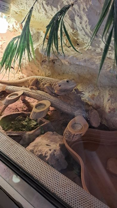 Sprzedam karaczan dubia argentynska  wszystkie rozmiary