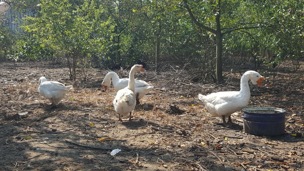 Гуси породи Лінда річні