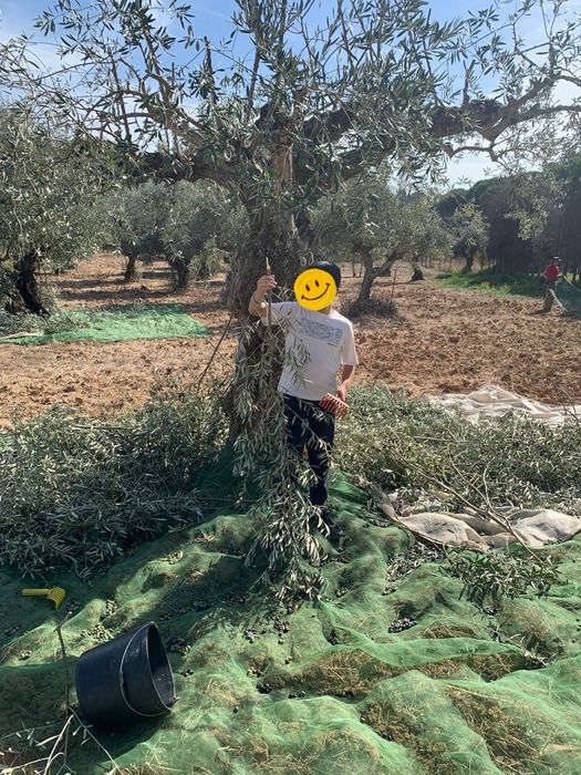 Azeite Extra Virgem de Alta Qualidade**