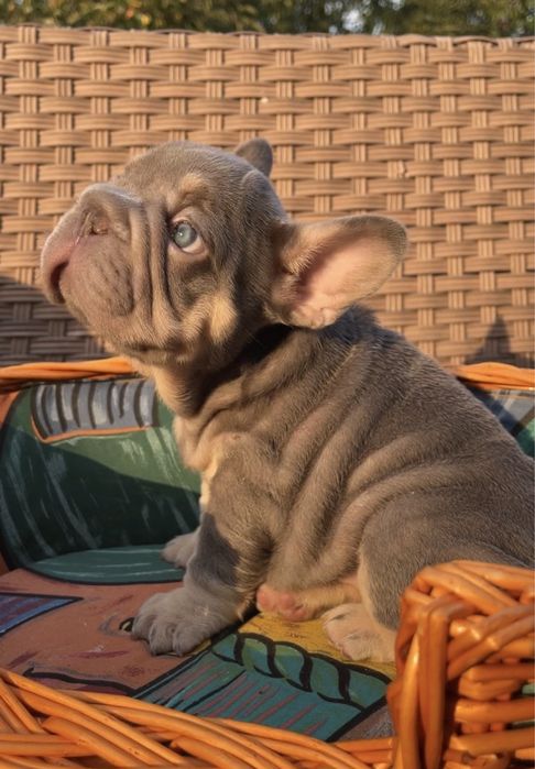 Big rope girl lilac tan