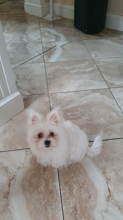 Продается последняя девочка мальтишпиц