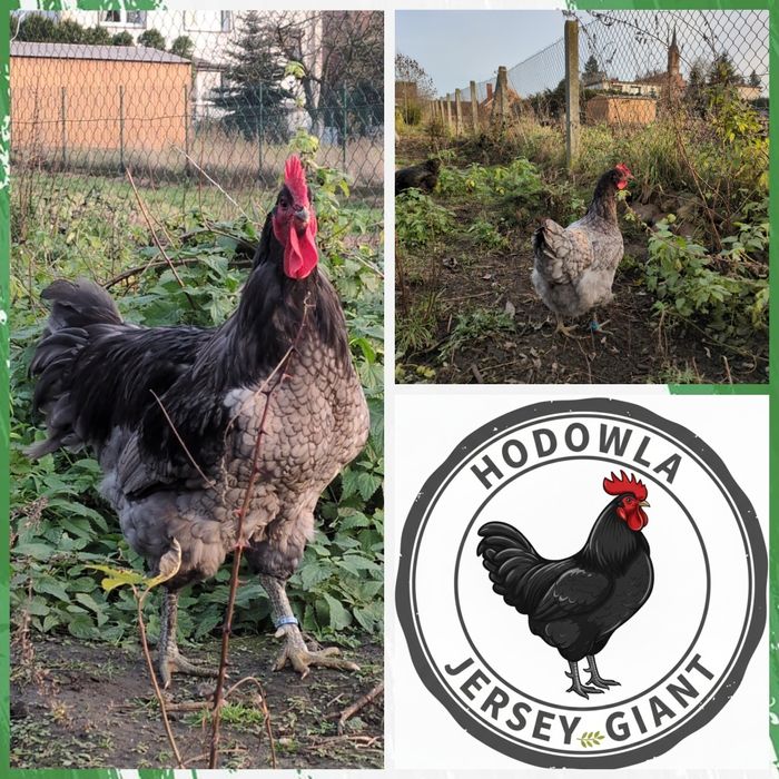 Jajka lęgowe Jersey Giant