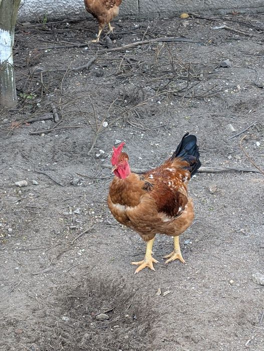 Galo de Raça Pescoço Pelado