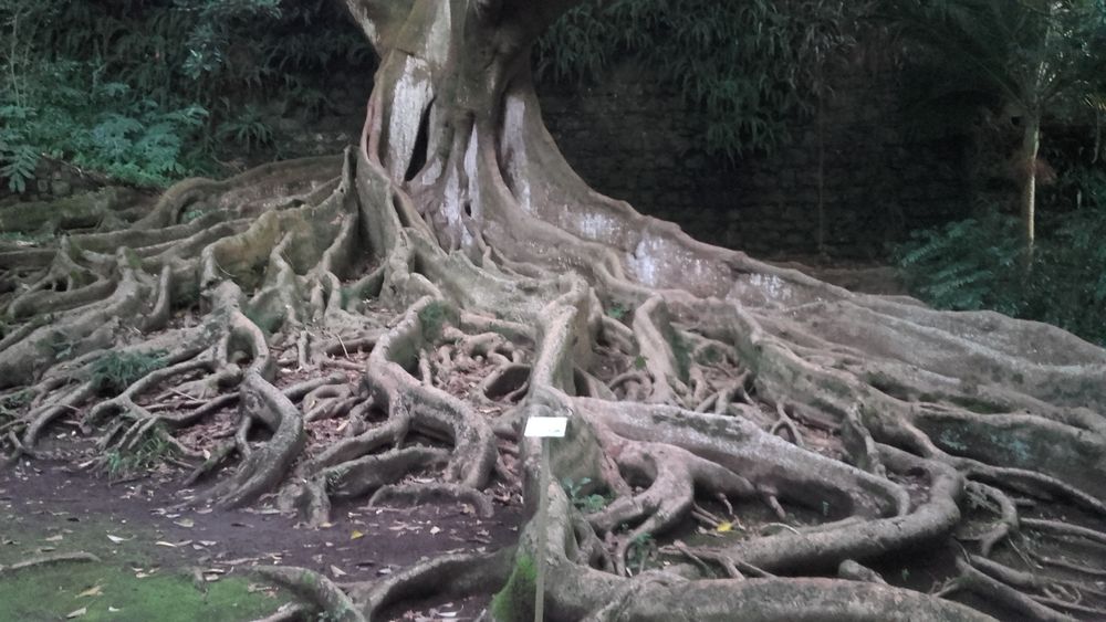 Lenha seca e boa  com entrega