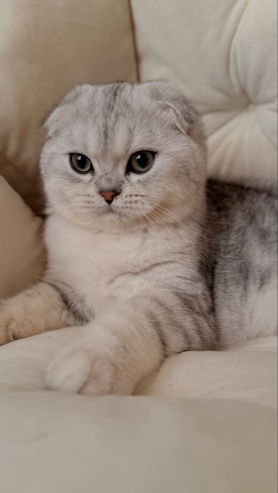 Вихловухе шотландське кошеня, хлопчик, scottish fold, мармуровий