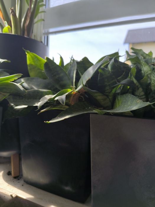 sansewieria gwinejska (Sansevieria zeylanica), znana również jako wężownica lub język teściowej
