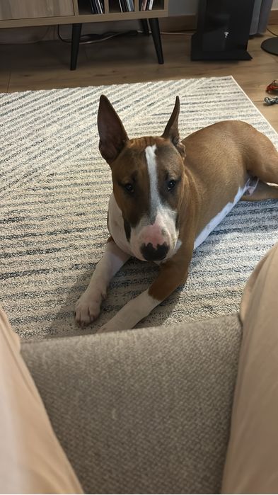 Cudny Jasper szuka domu