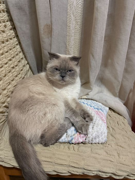 Кішечка шукає домівку