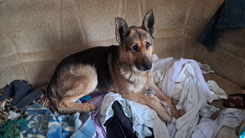 Собака вівчарка східно-європейська