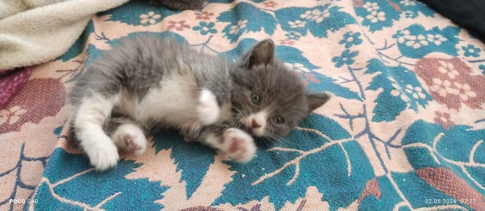 Пушисті котята в добрі руки