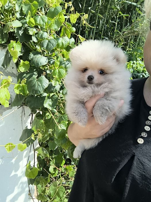 Spitz Mini. .Lulu da Pomerânia. Menino Mini .