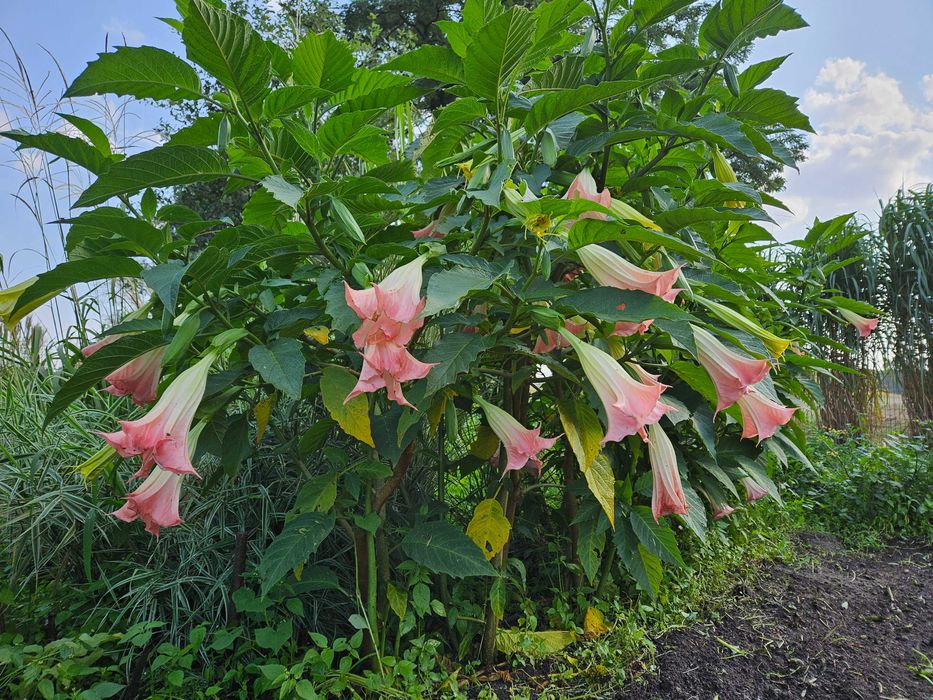 Brugmansja Datura Biało Różowa nadwyżki 50zł jak leci 60-200cm