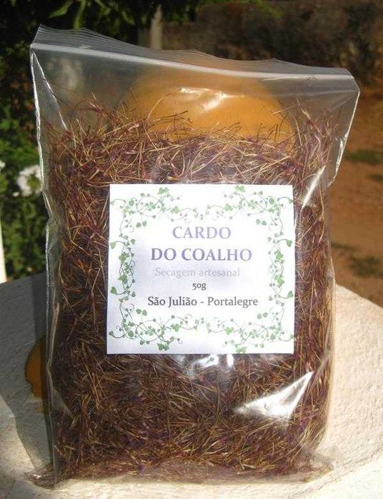 Cardo do Coalho - Cynara Carduncullus