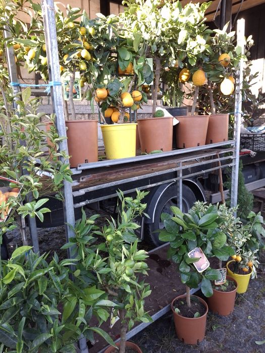 Kumquat (Clementina Japonesa) com Frutos - 60cm