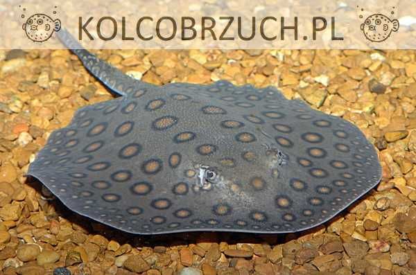 Płaszczka motoro - Płaszczka plamista - SAMICE