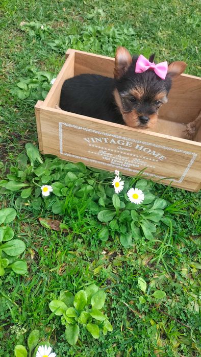 Yorkshire belíssima fêmea