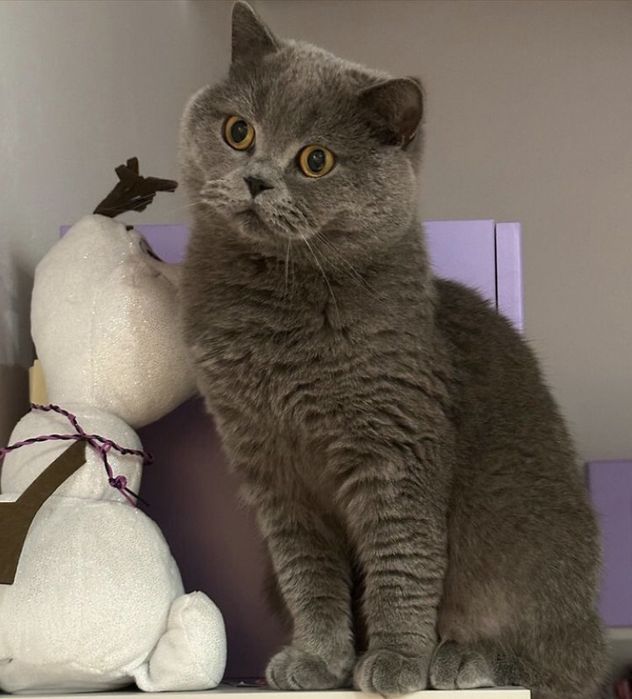 Вязка кота Scottish-st.