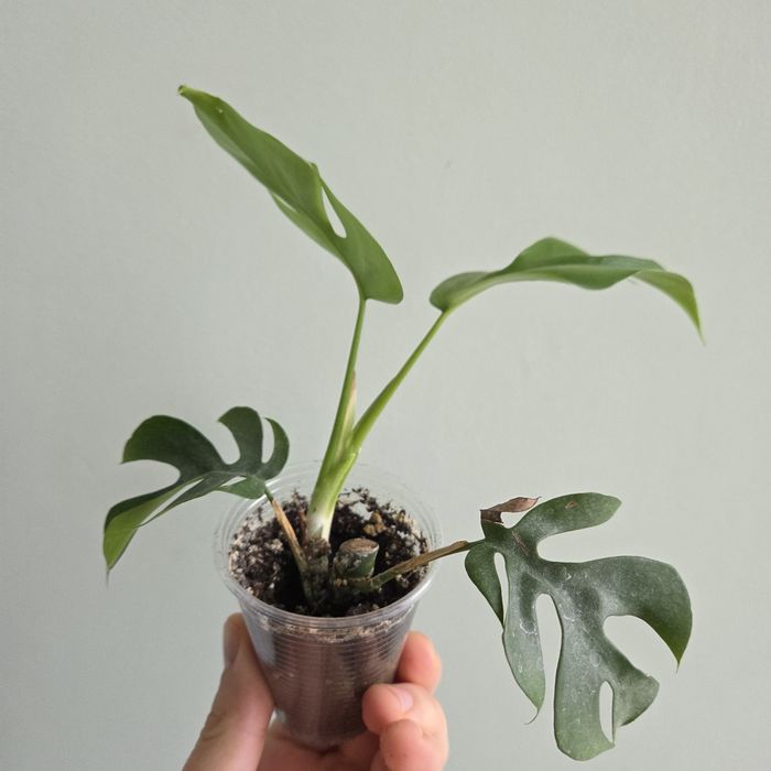 Monstera minima/монстера