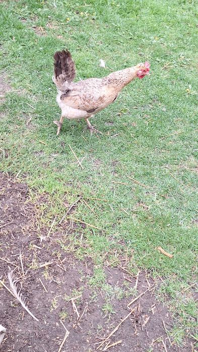 Jaja legowe gren szell