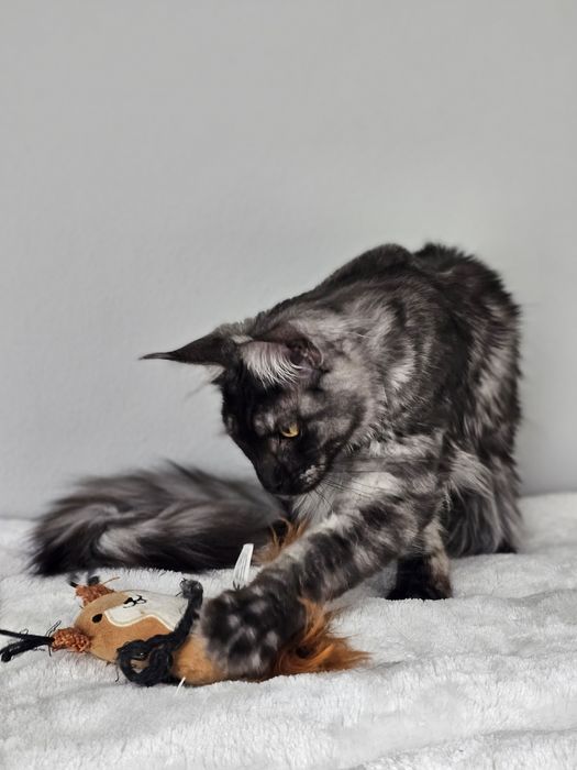 Rezerwacja Kotka rasy Maine Coon FPL