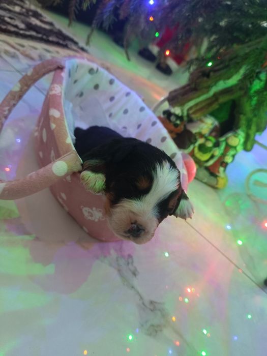 Berneński pies pasterski