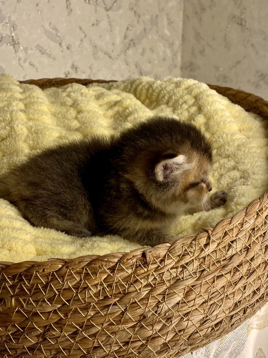 Золотая шиншилла