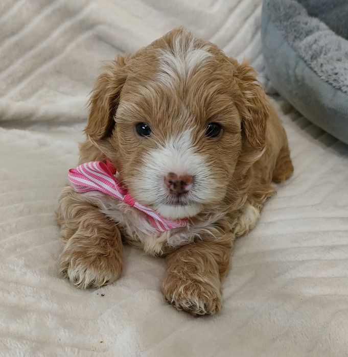 Cudna suczka Maltipoo f1.