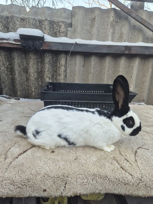 НСВ (Німецький строкатий велетень)