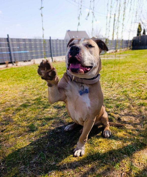 Fajny psiak szuka domu
