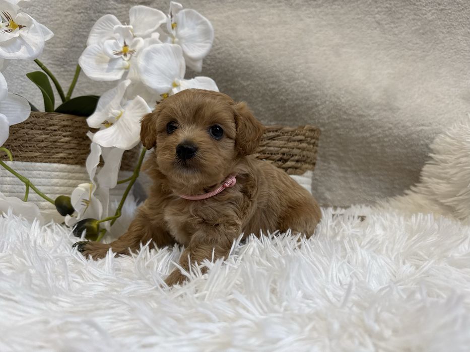 Maltipoo f1/ maltańczyk,pudel toy- prześliczna suczka.