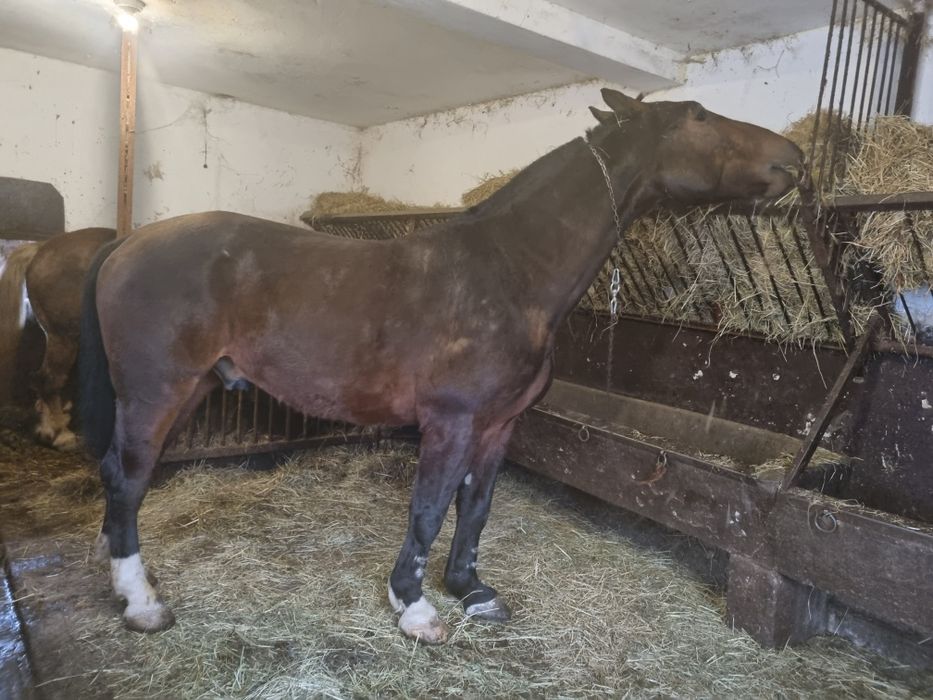 Skup koni bydła w każdej kondycji