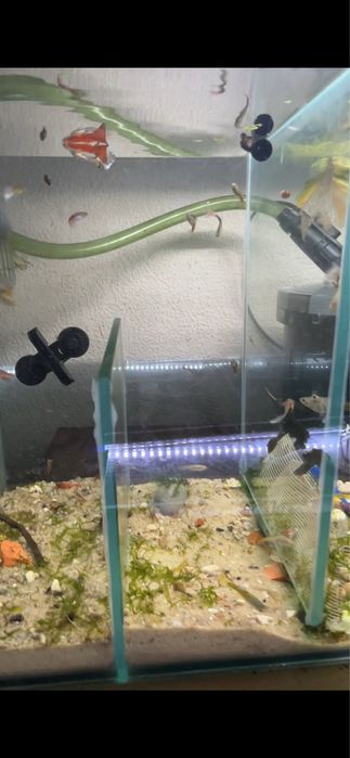 Guppys de varias especies