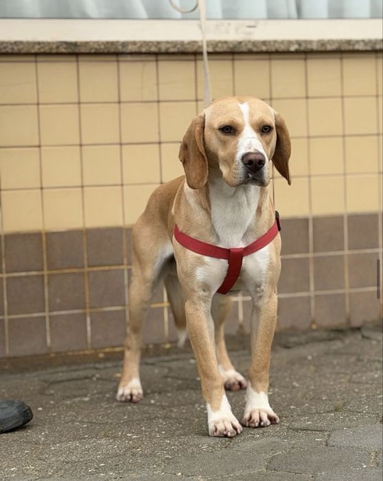 Cãozinho com 1 ano para adoção responsável