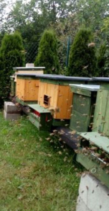 Odkłady Pszczele-rodziny od maja 2026r