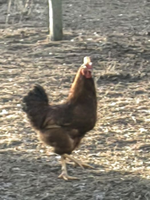 Koguty sprzedam Duży wybór