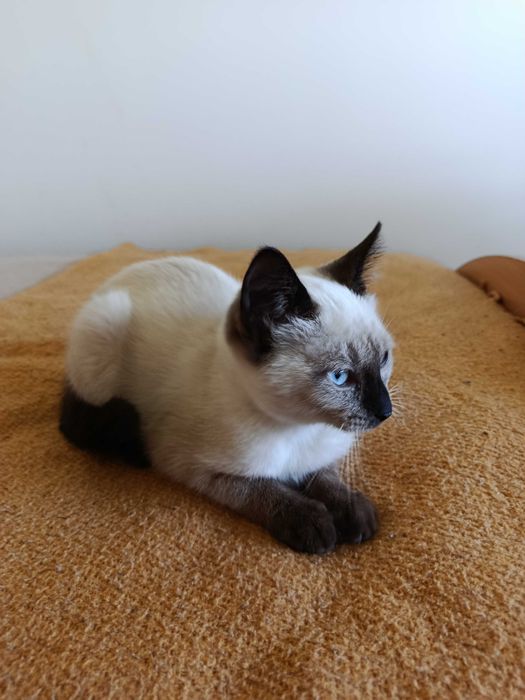 Gatinha para adoção RESPONSÁVEL