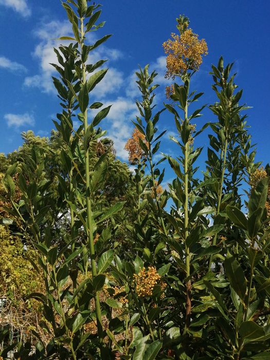 Vendo Folhas Louro, verde ou seco