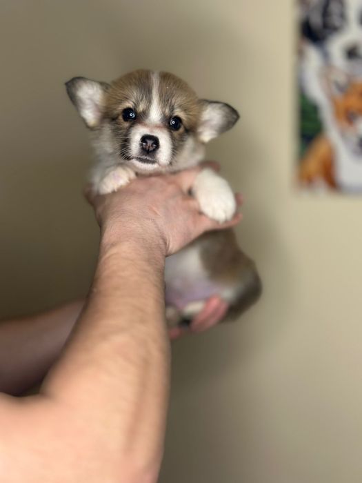 Рудо-білі вельш коргі пемброк. Класні пемброки для вас. Коргі корги