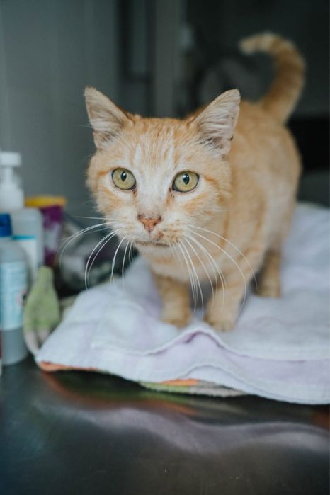 Dino para adoção responsável