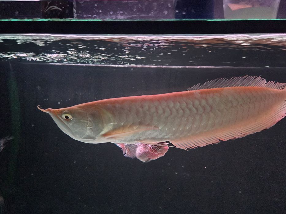Vendo/Troco Arowana albina 35-40cm