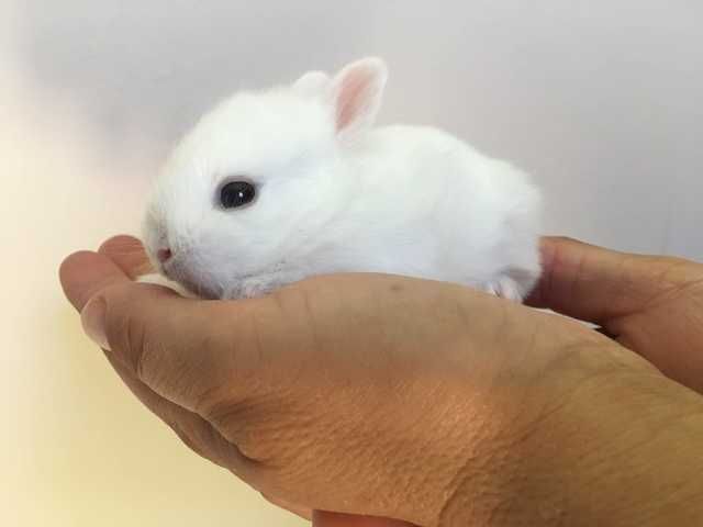 Coelhos anões+Gaiola nova+alimentação adequada