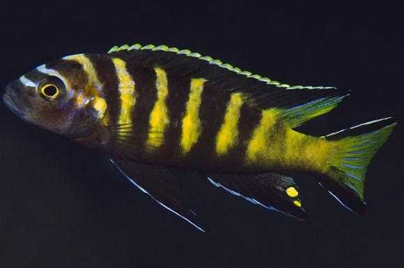 Chailosi Chitande (Raro) Macho