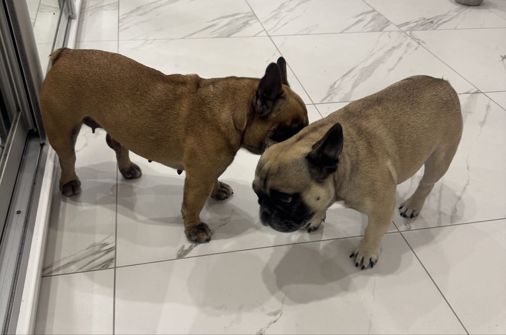 Французький бульдог хлопчик і дівчинка