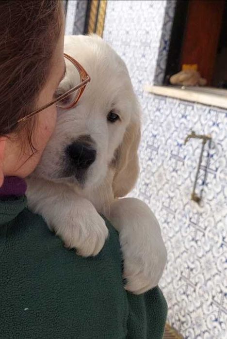 Golden retriever com lop e afixo