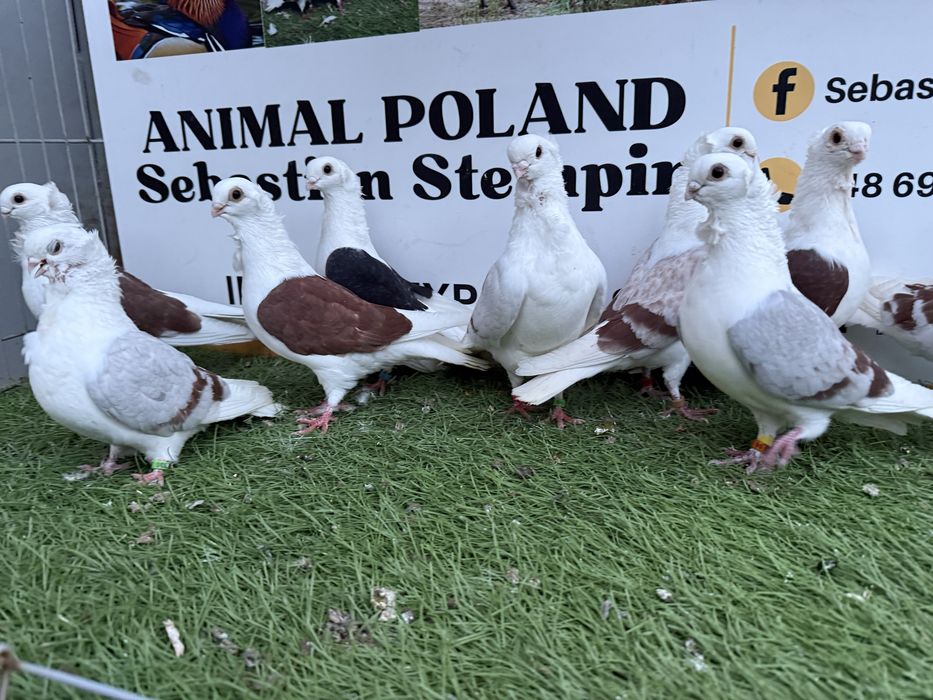Gołębie. Mewki. Mewka. Możliwy transport