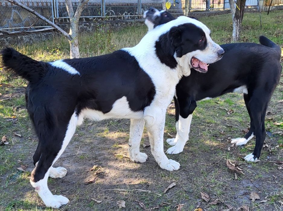 В'язка середньоазіатська вівчарка САВ (САО) алабай