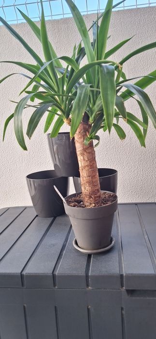 Seis vasos para plantas