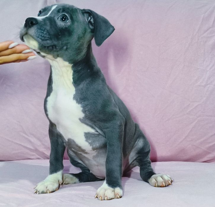 Fêmea American pitbull blue nose