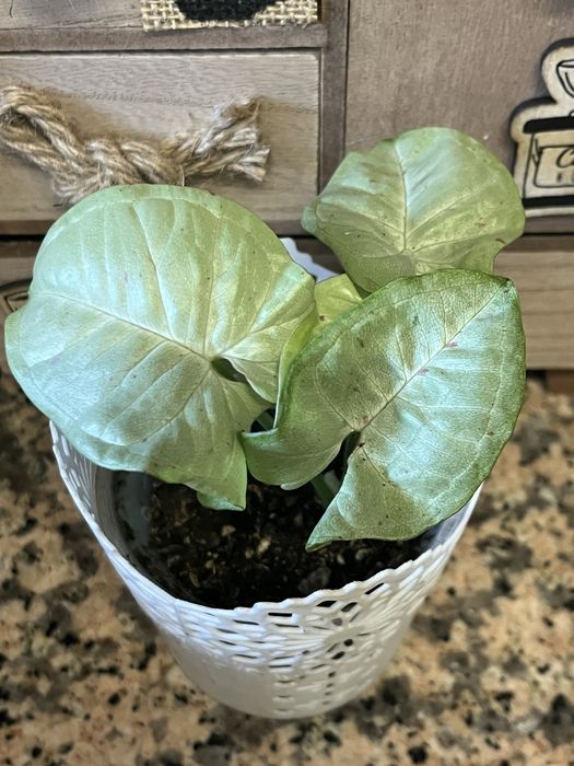 Plantas disponíveis para venda